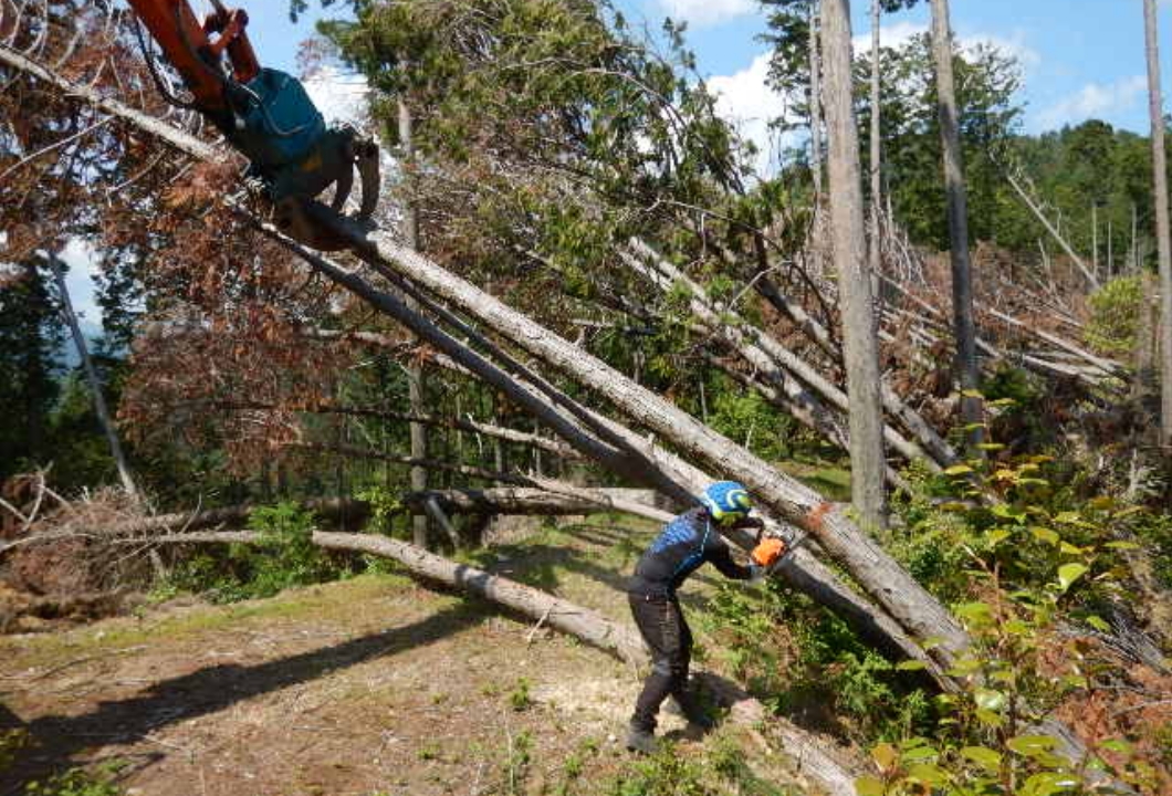 台風被害による倒木伐採